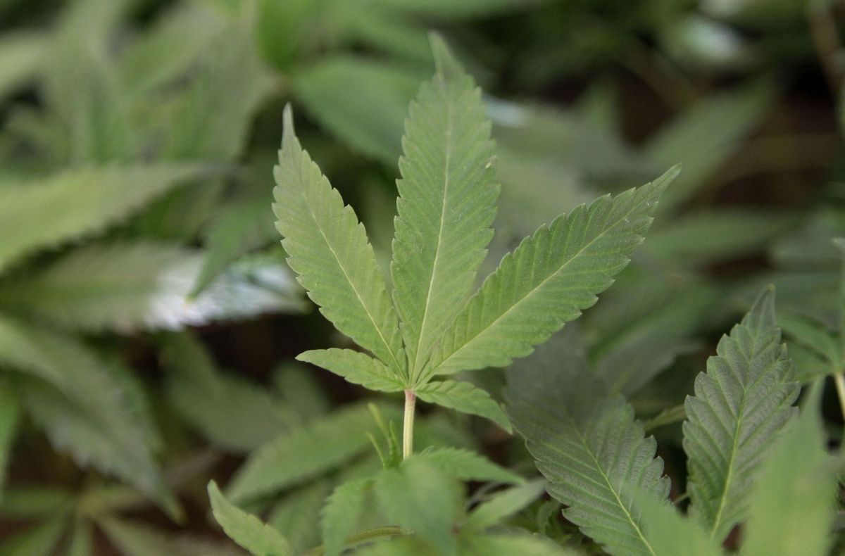 marijuana (copy)